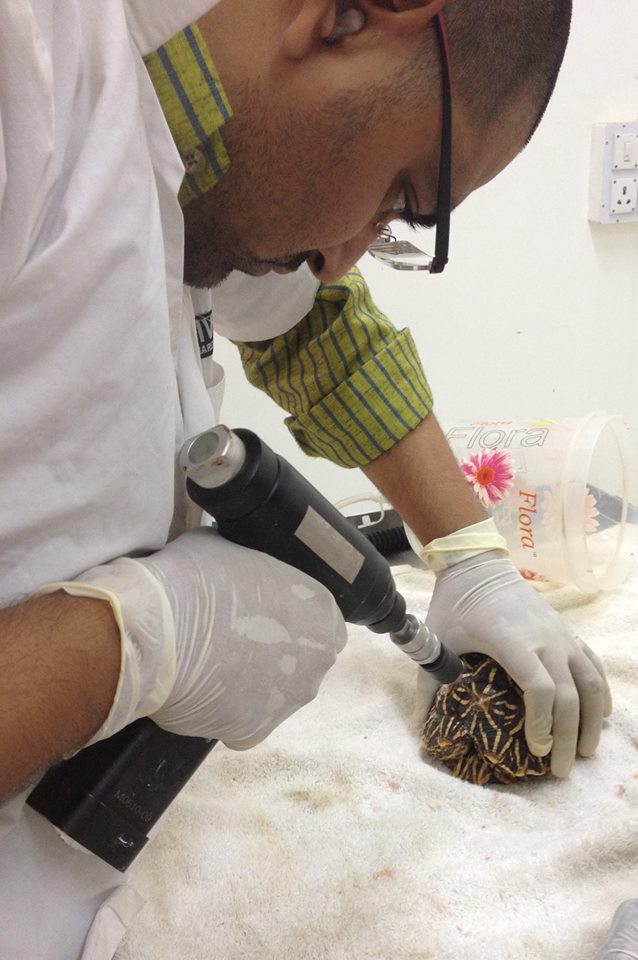 doctor operating on the tortoise with the help of a electric drill machine