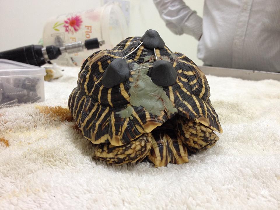 The tortoise after surgery