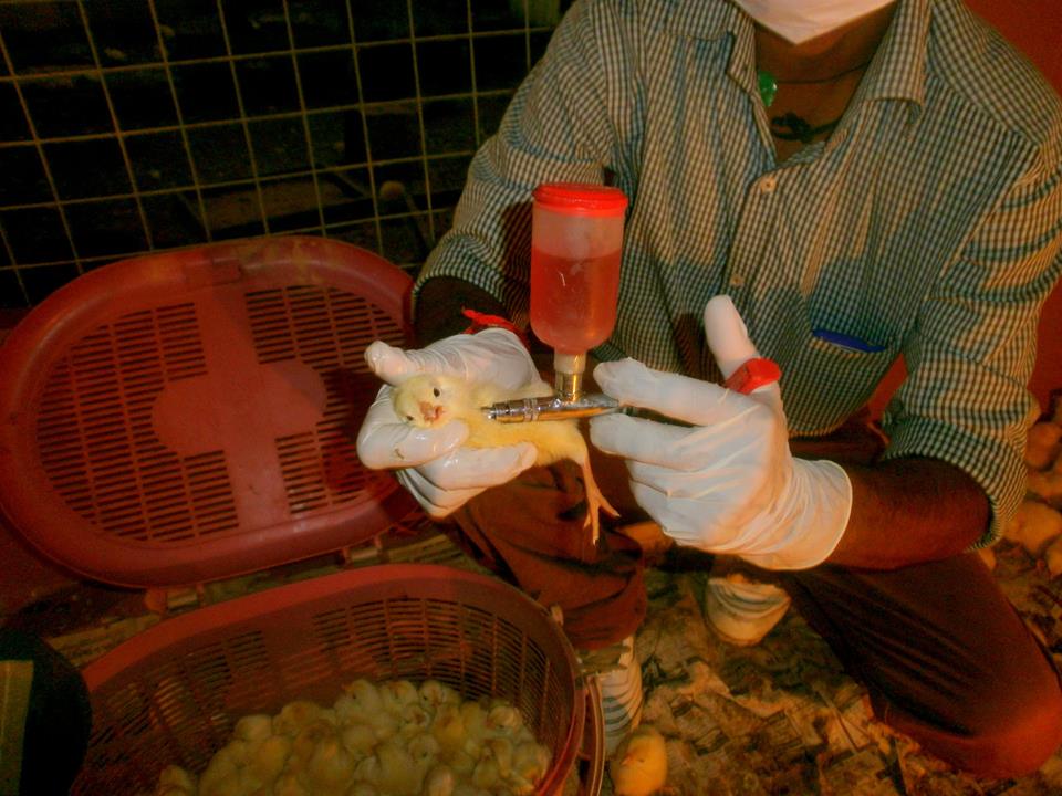 Necessary vaccine shots given to each chick