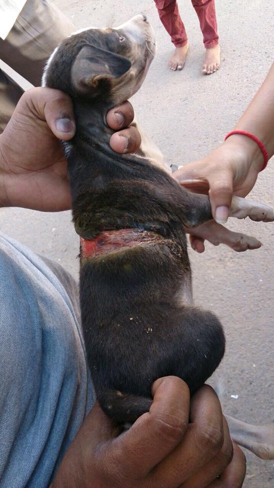 The puppy's wound recovering with time