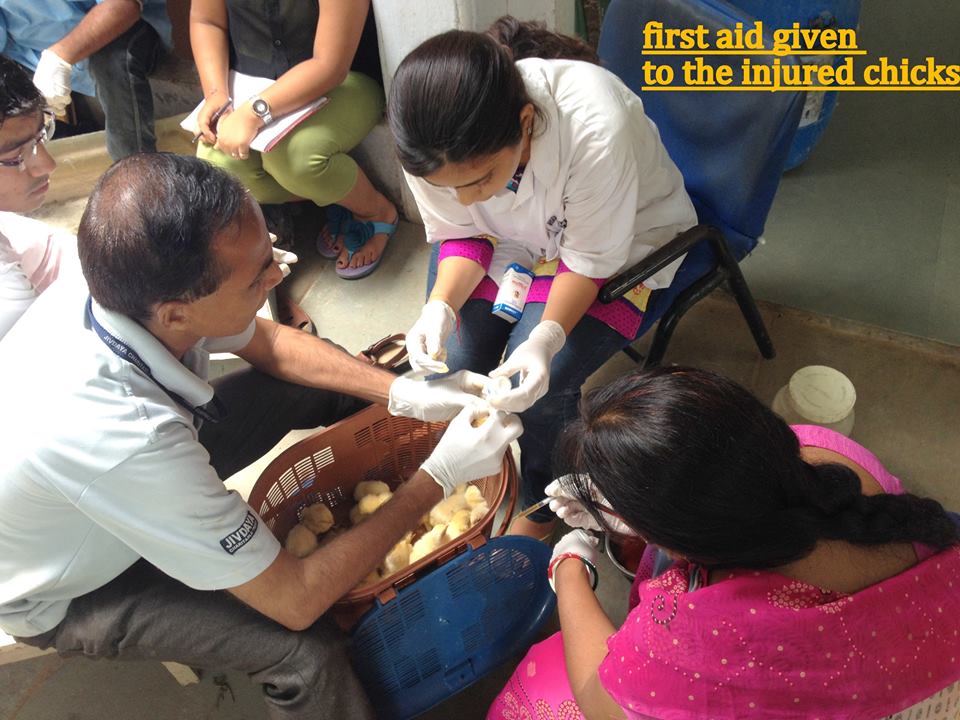First Aid being given to the injured chicks
