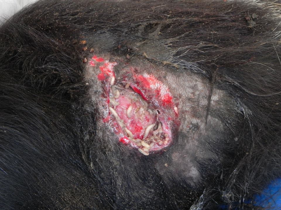 Maggot infested wound of the dog.
