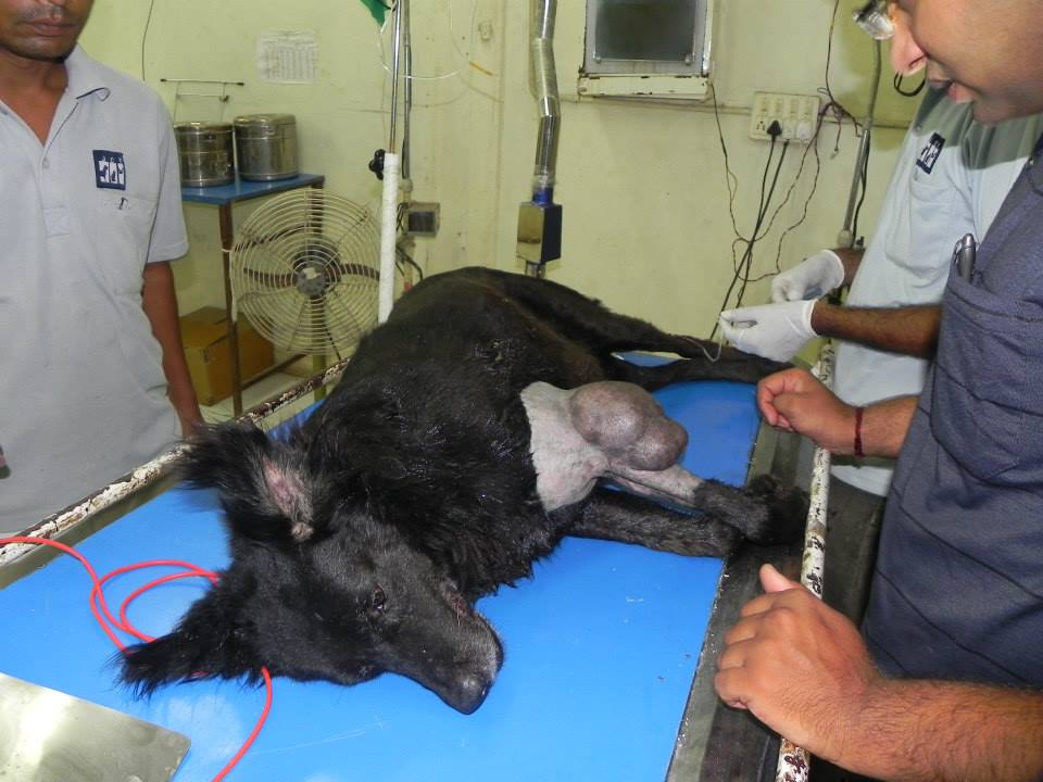 The dog ready to be operated upon.