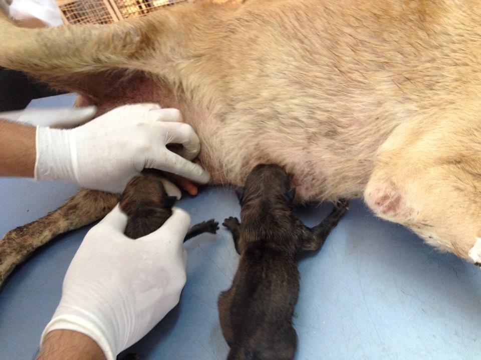 The babies suckeling on to theie new mother