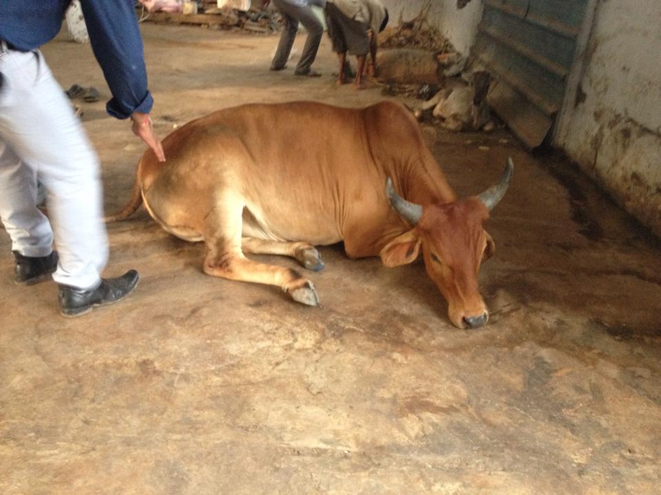 The cow finally sat up after treatment 