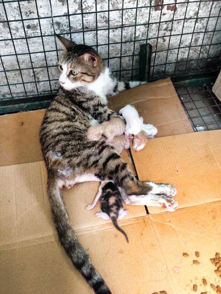 The cat with a spinal injury has adopted 4 kittens and is nursing and taking care of them like her own babies!