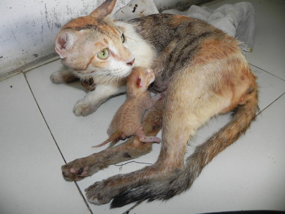 The cat with her new born kittens