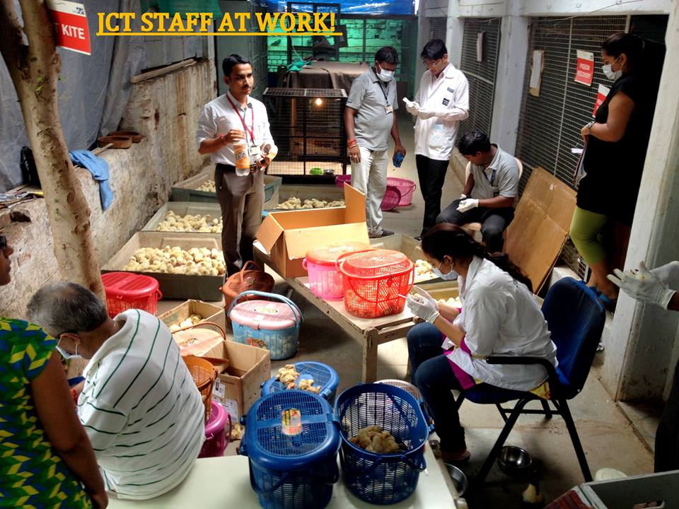 The injured chicks being separated from the healthy ones 