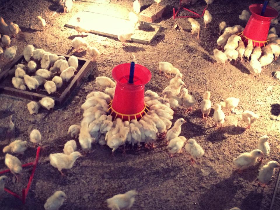 Special Bird Feeders arranged for the chicks