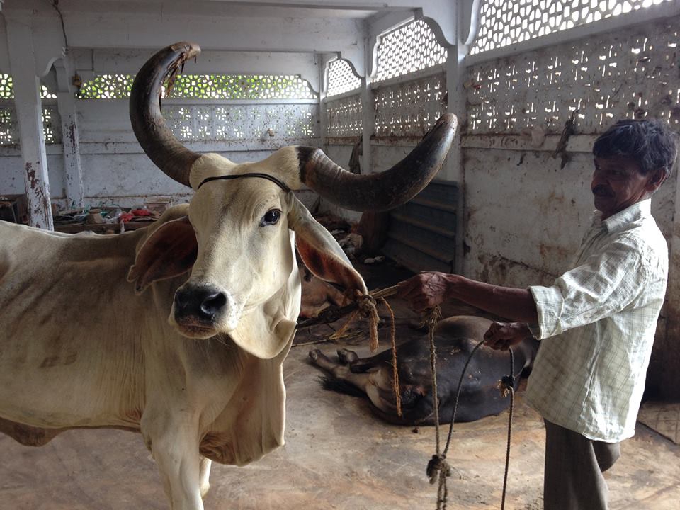 The cow's affected horn 