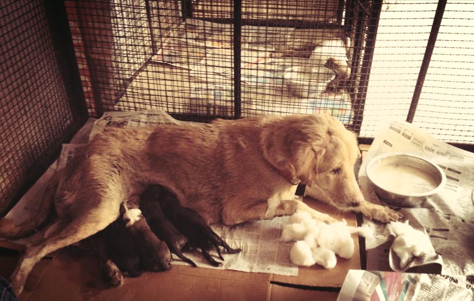 The mother after accepting her new babies