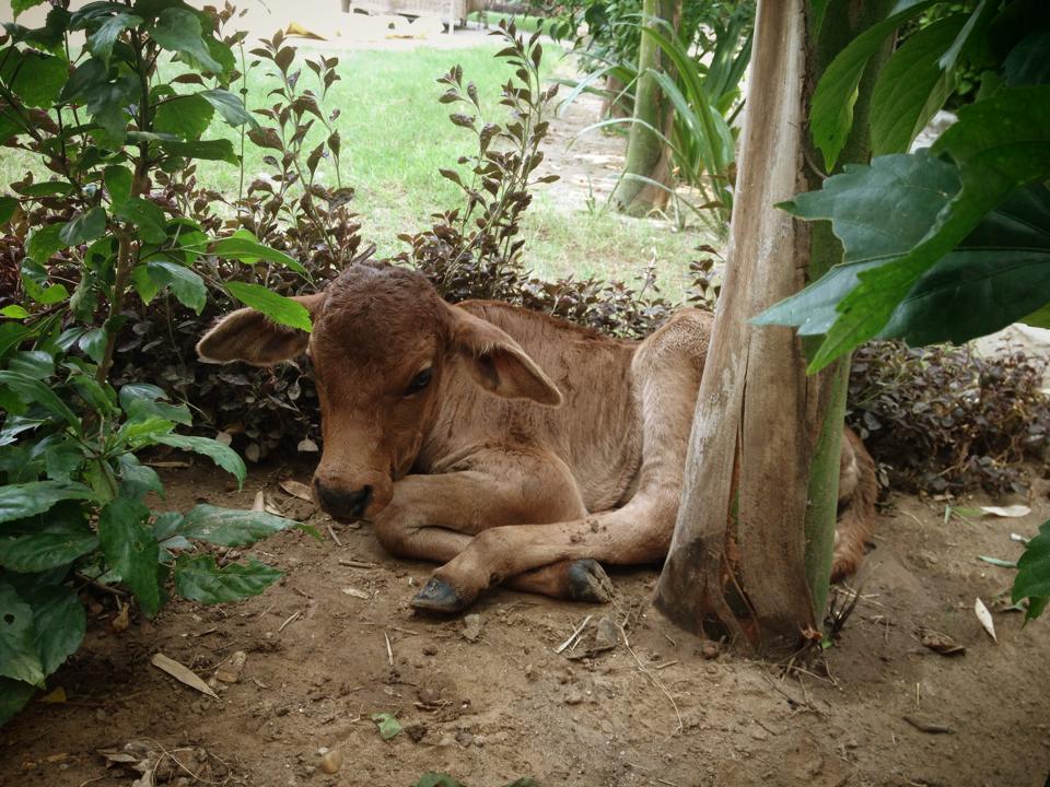 The calf resting at JCT 