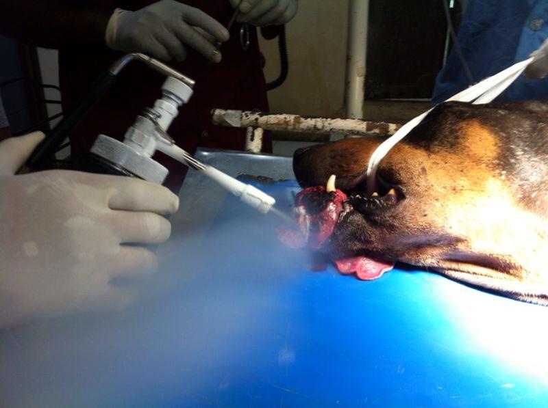 Cryo Surgery being performed on the dog. 