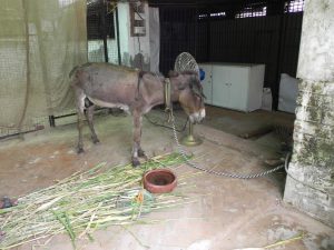 Donkey rescued and got to JCT's Hospital