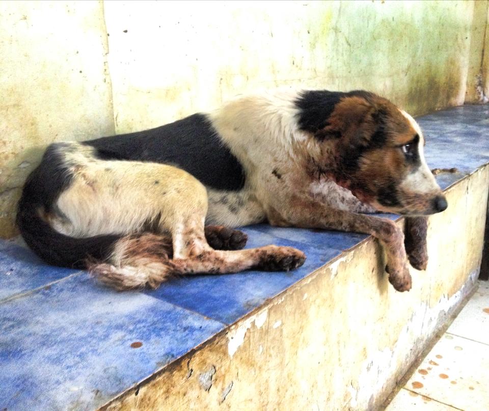 the dog recovered fully after surgery 