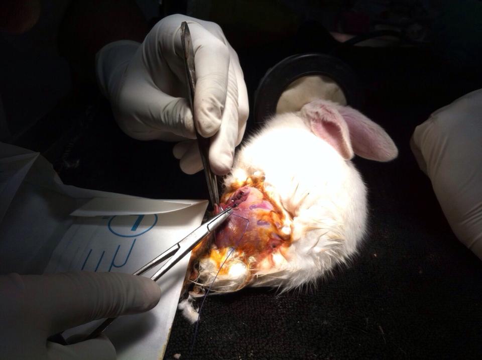The rabbit's leg being operated upon