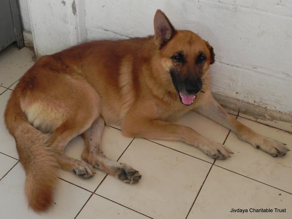 The dog after surgery.