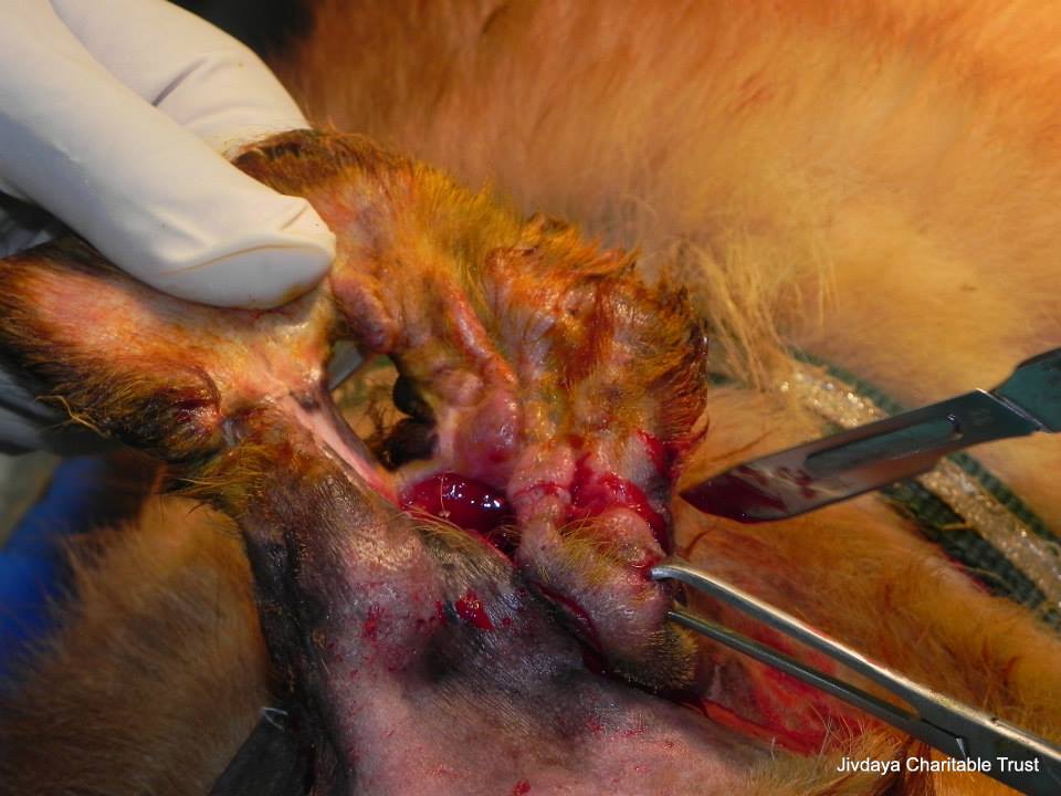 The affected ear being operated by the doctor