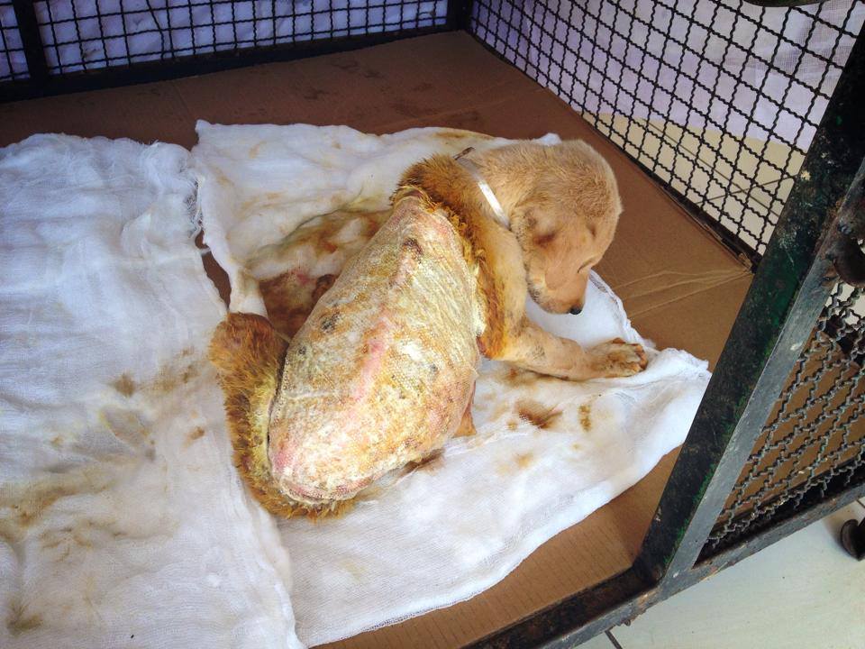 After the treatment of the puppy