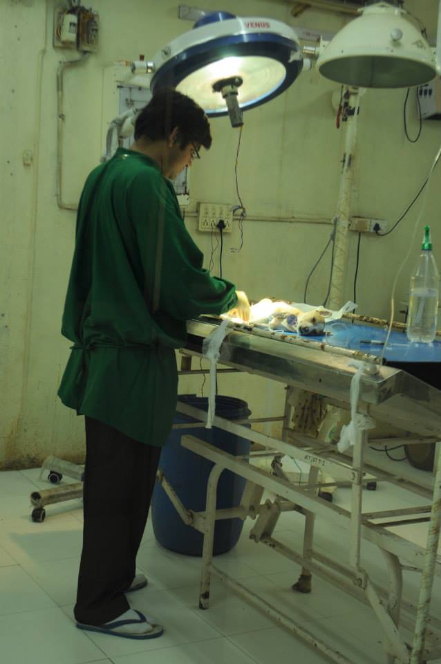 The doctor operating on the dog