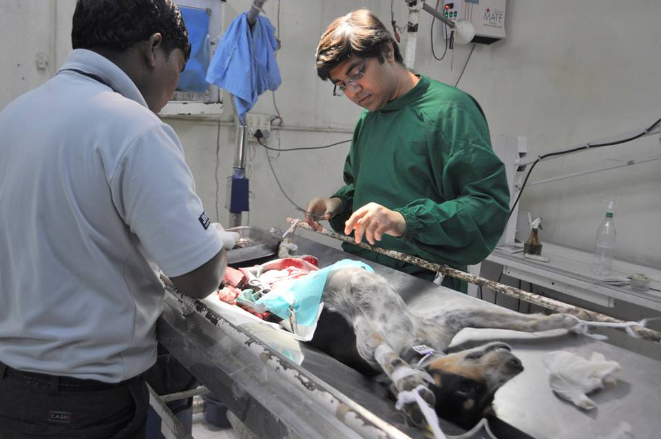 C-Section on the dog is being performed