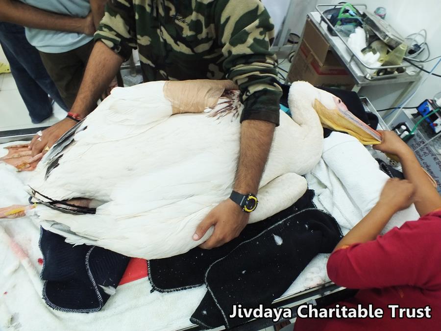 the pelican's wing bandaged after treatment. 