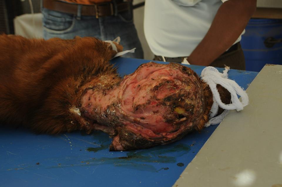 The skull of the dog visible due to the burn injury.