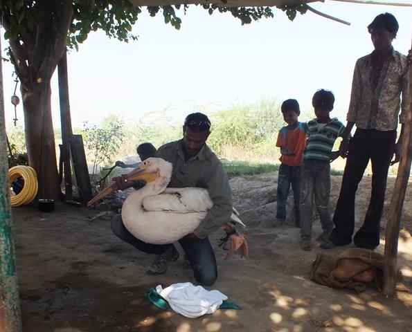 picking up the injured Pelican from Thol Bird Sanctuary