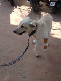 the dog after its bandage is done.