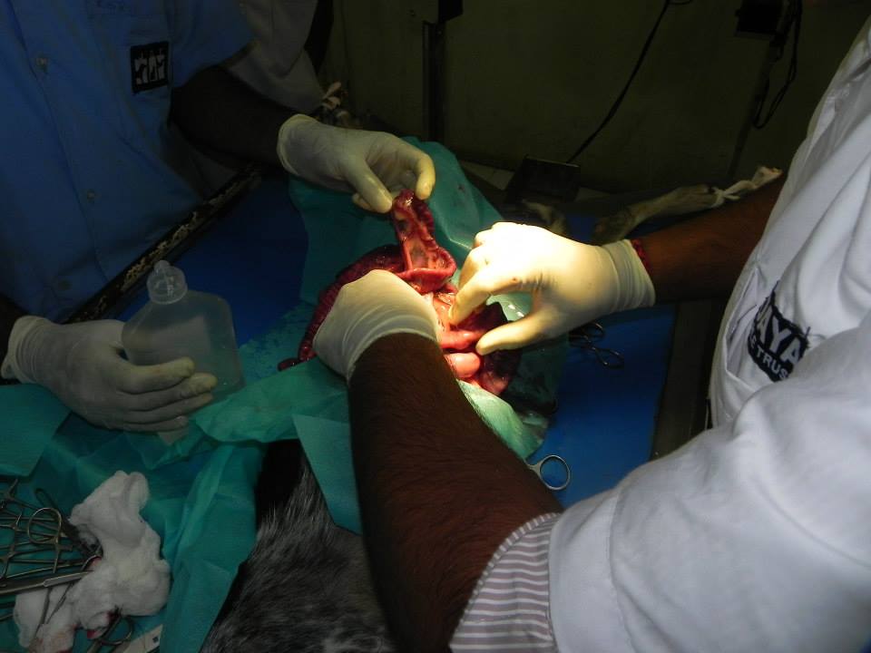 Jivdaya's doctor operating on the dog
