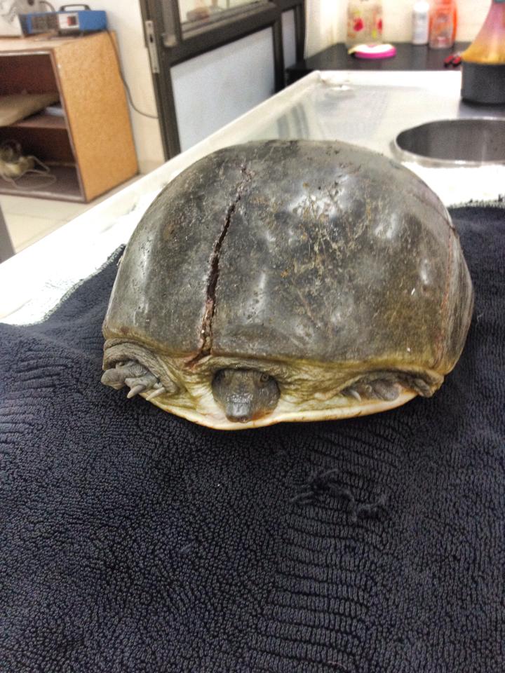 the cracked shell of the turtle