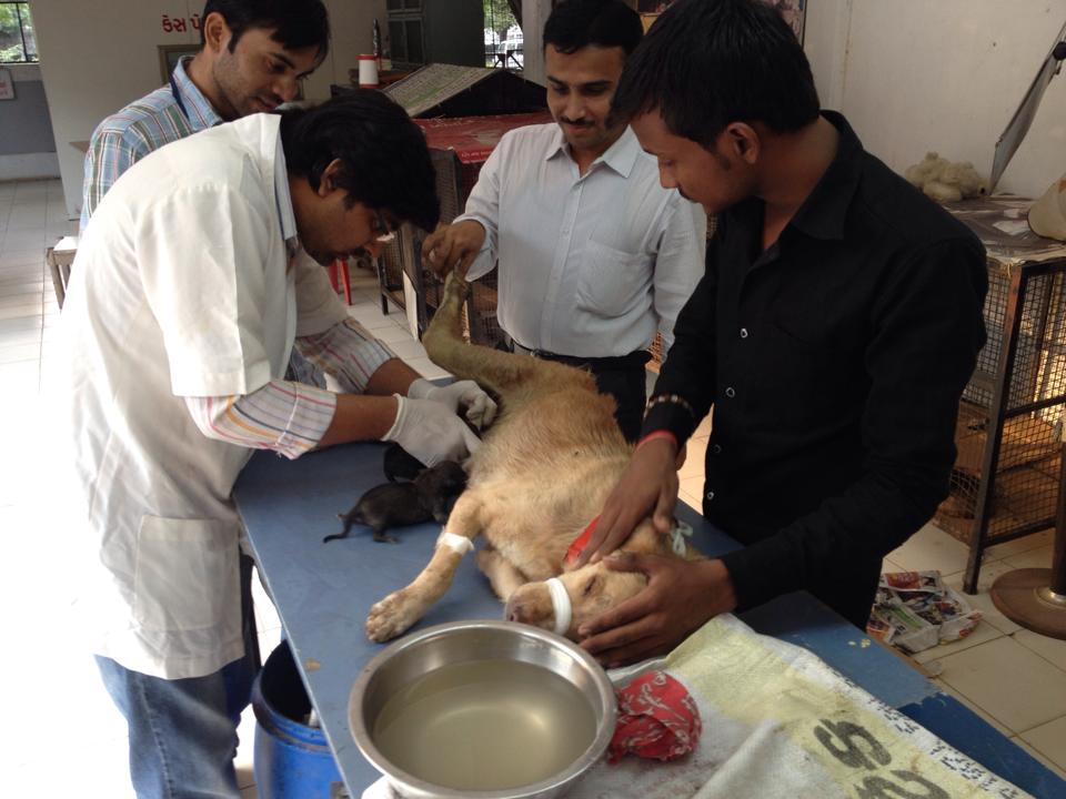 The doctor putting the pups with the new mother