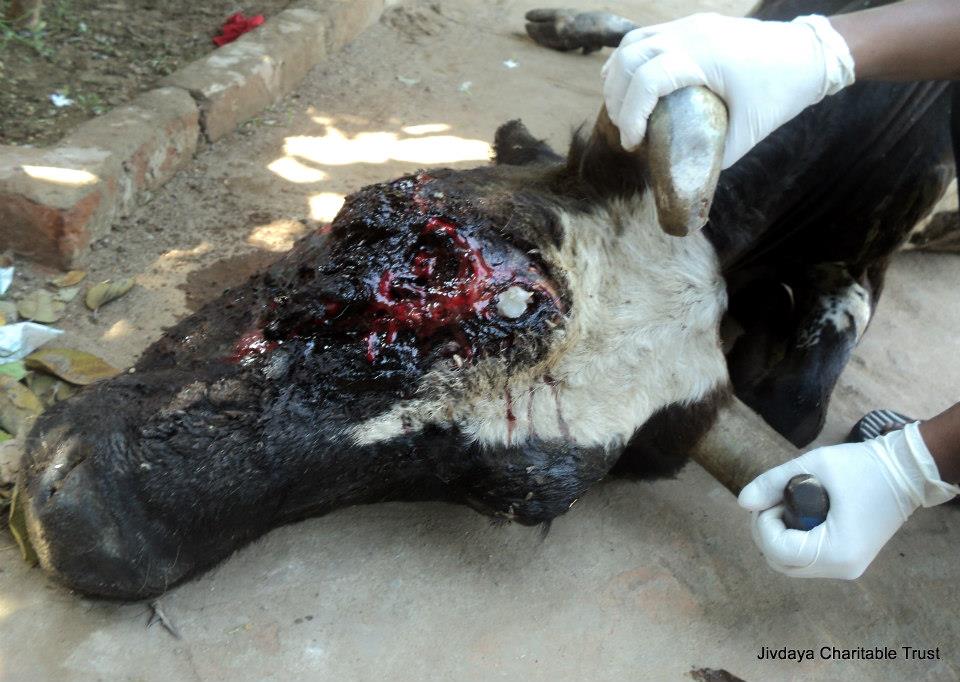 the infected eye of the cow