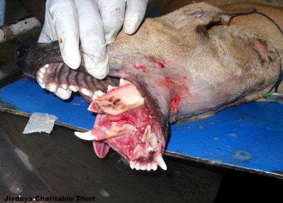 Dog's Broken Jaw