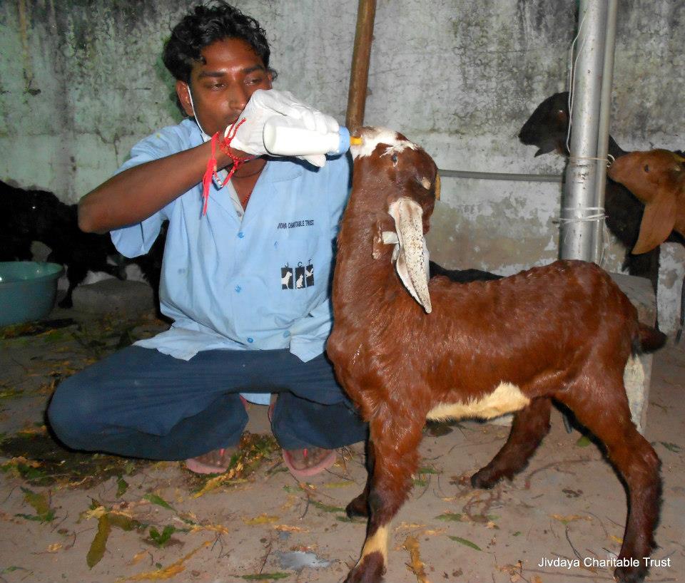 Feeding the goats at Neelam Part Feeding the goats at Neelam Park