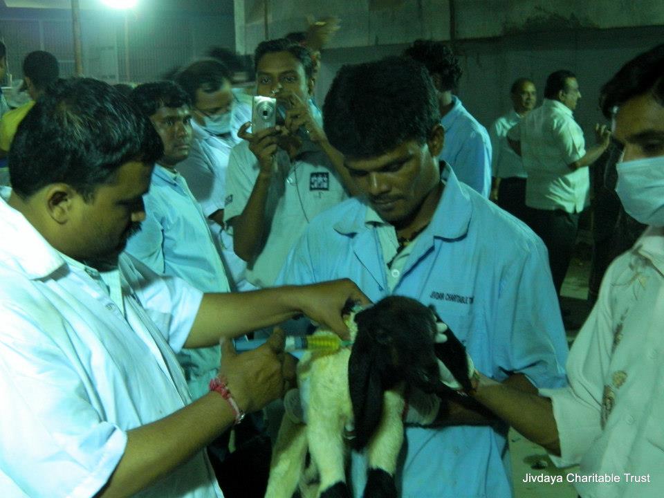 JCT's Doctors treating sheep