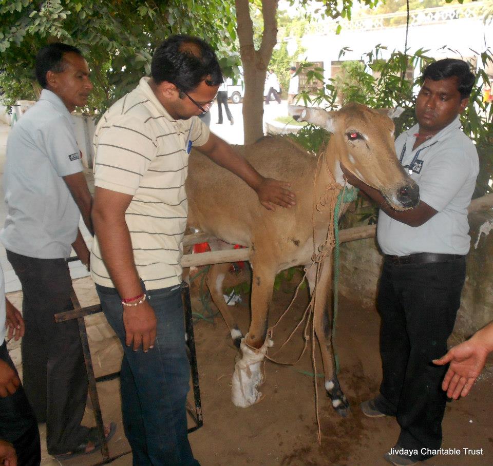 Doctor checking the bluebull 
