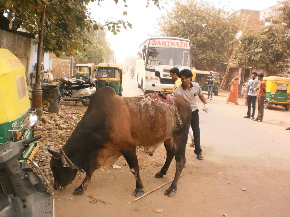 The bull with acid on its back 