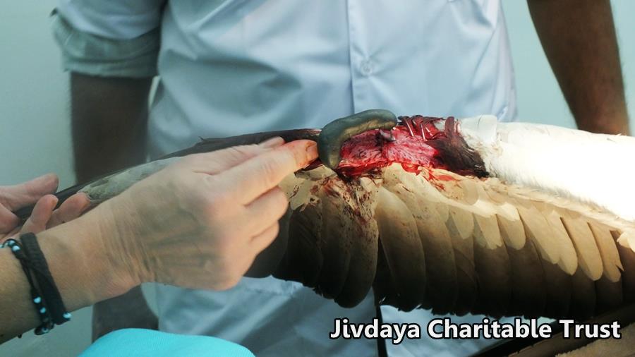 The external fixator on the wing 