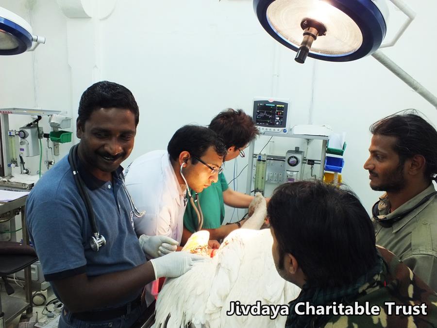 Doctor's operation on the  pelican