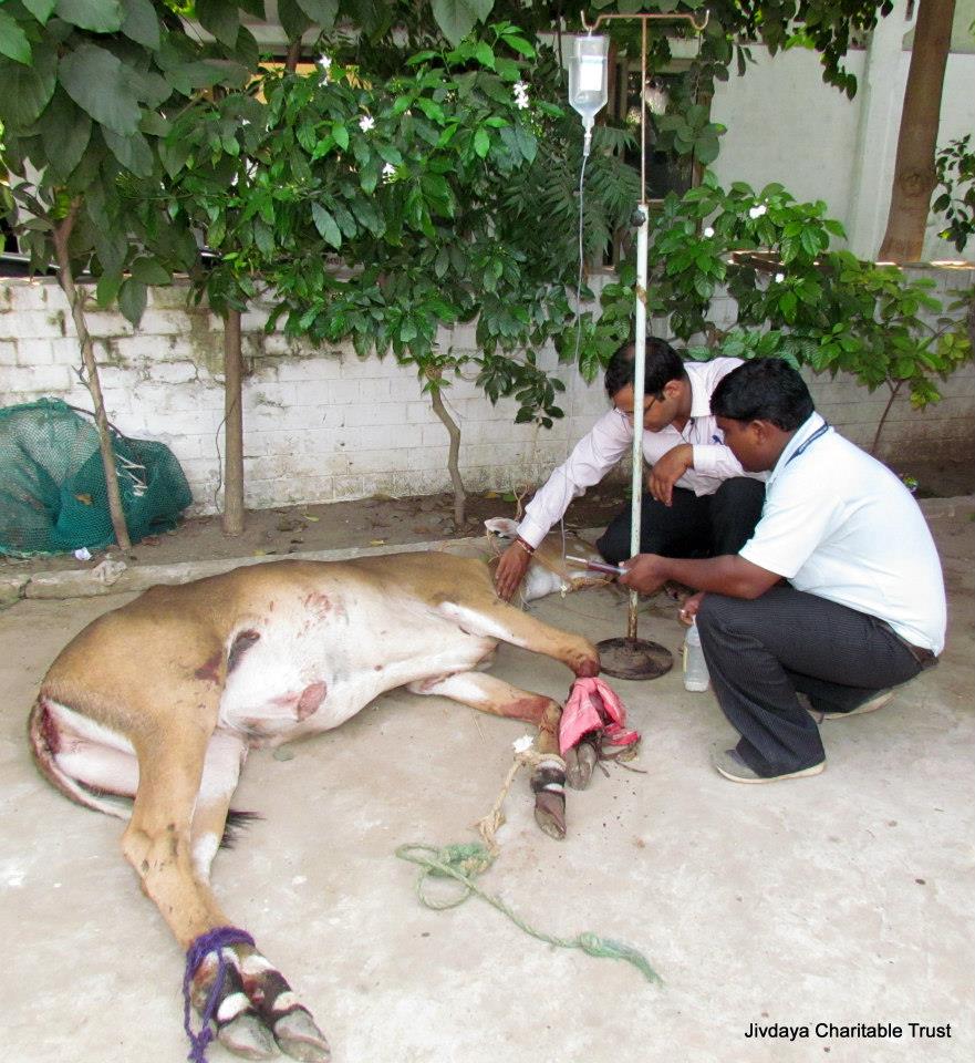 Our doctor checking the affected leg of the animal