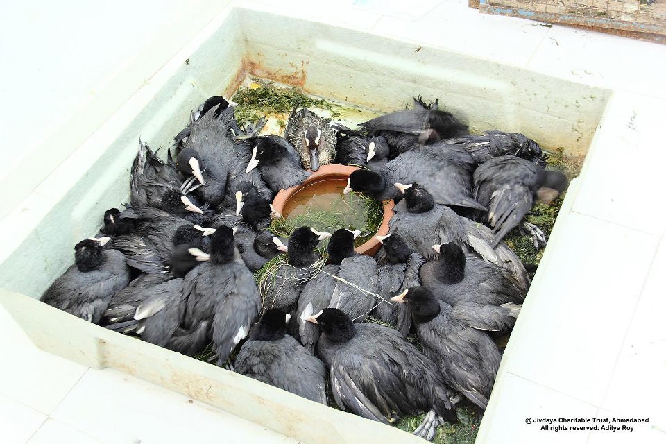 Rescued coots