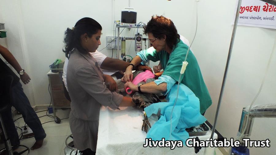 Bandaging the affected wing with the help of vetwrap