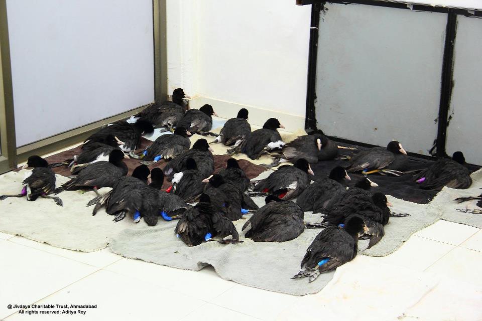 coots kept under observation after treatemant