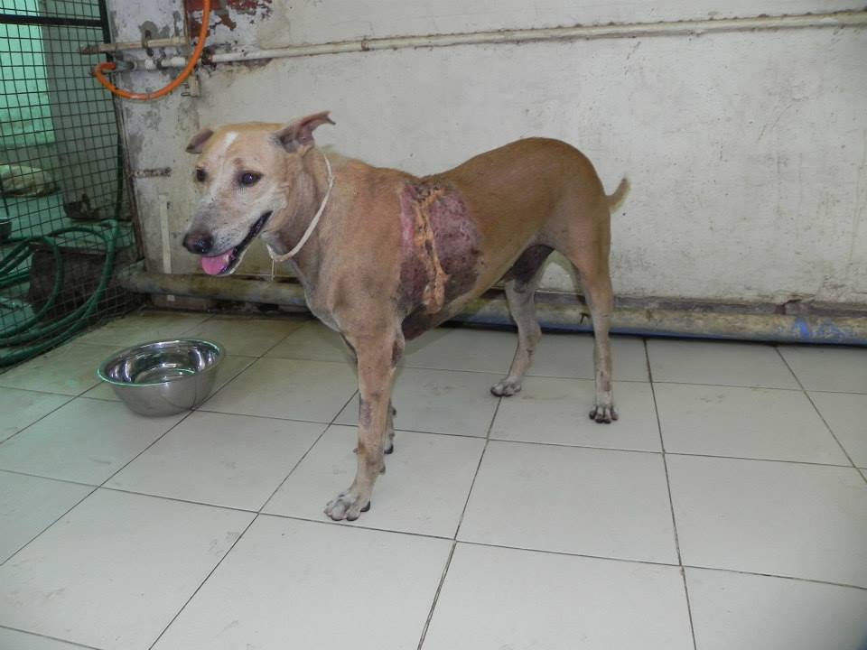 The dog recovering after treatement