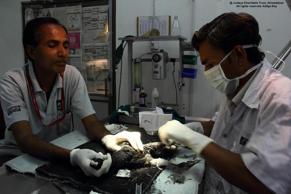 Coots being applied splints