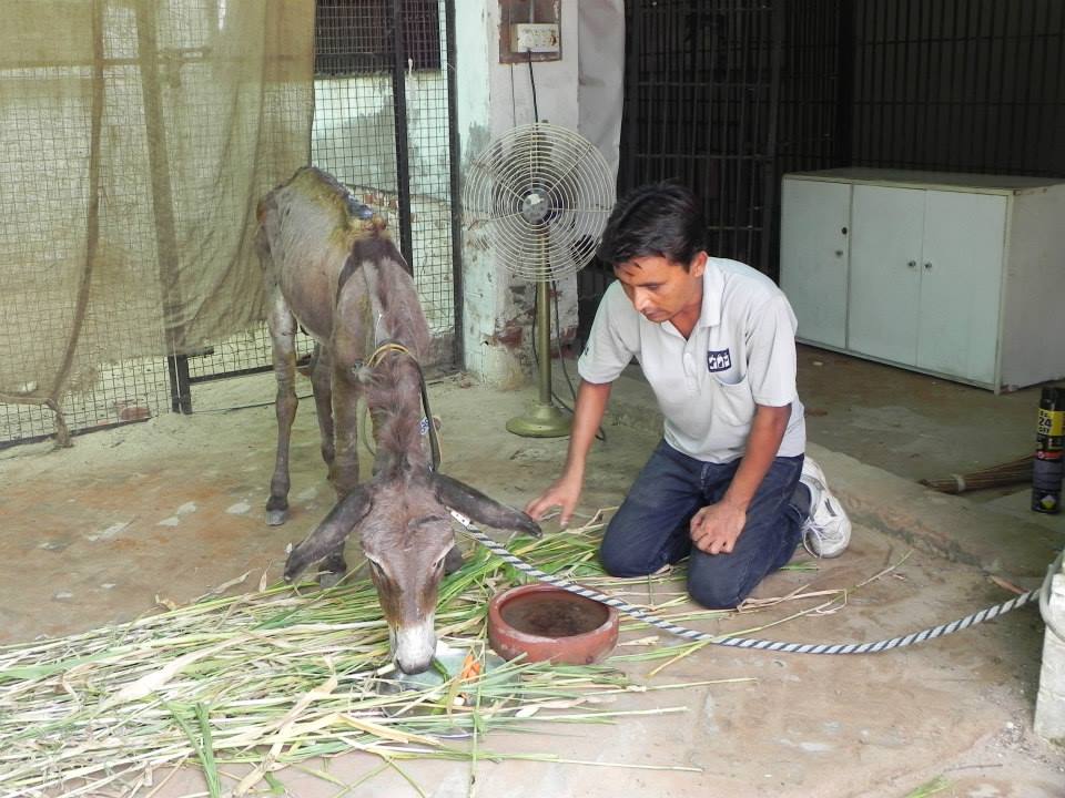 The donkey being taken care of at Jivdaya 