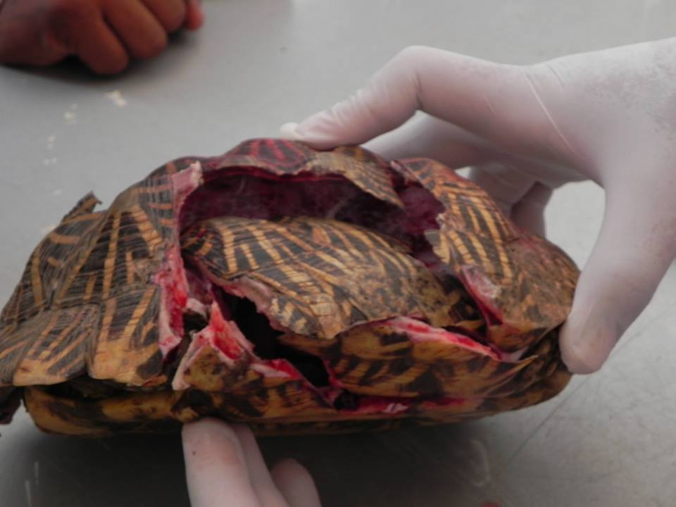 a badly smashed shell of the tortoise