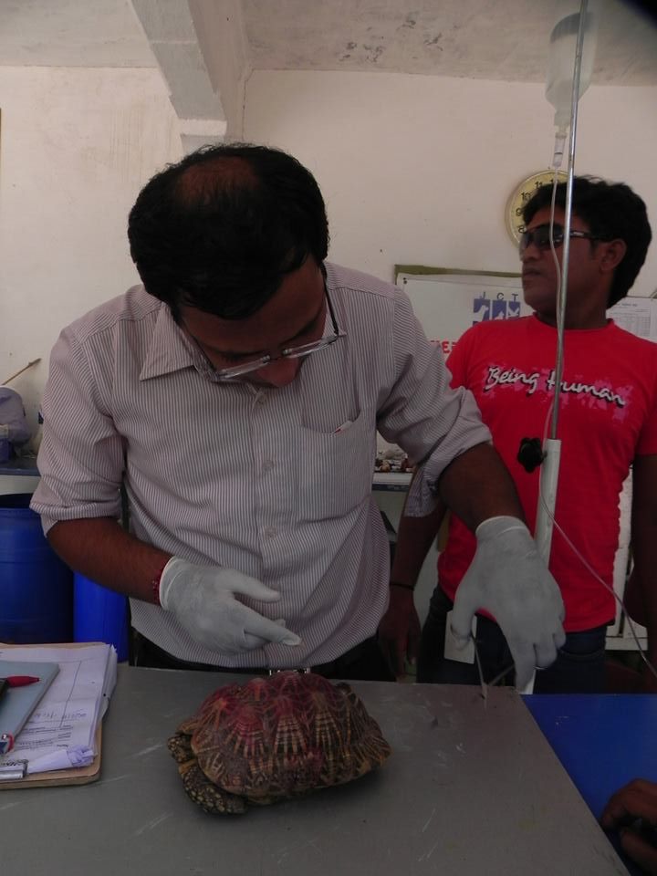 the tortoise's shell fixed by the doctor at JCT