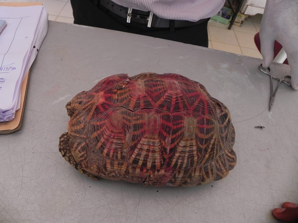 the tortoise's shell fixed by the doctor